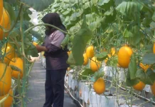 Dorong Minat Petani Muda lewat Budidaya Melon Premium di SMKN 1 Pandak