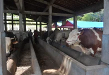 Menjelang Iduladha, Stok Hewan Kurban Yogyakarta Aman dan Diawasi Ketat