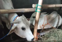 Menjelang Iduladha, DKPP Bantul Imbau Masyarakat Gunakan Wadah Ramah Lingkungan