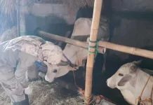 DKPP Bantul Larang Limbah Kurban Dibuang di Sungai