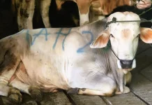 Jumlah Hewan Kurban di Kota Yogyakarta Diprediksi Menurun Tahun ini