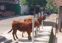 Warga Kota Yogyakarta Diimbau Tidak Gunakan Plastik untuk Bungkus Daging Kurban