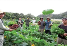 Urban Farming Jadi Tren Baru Warga Perkotaan Modern