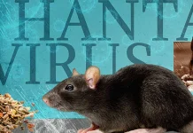 Dinkes: Satu Suspek Hantavirus di DIY Hasilnya Negatif