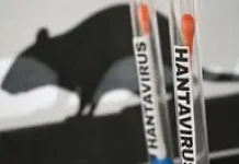 DIY Nihil Kasus Hantavirus pada 2026, Masyarakat Diimbau Tidak Panik