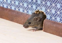 Sama-sama Ditularkan lewat Tikus, Apa Perbedaan Hantavirus dengan Leptospirosis?