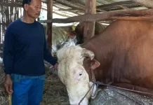 Presiden Prabowo Beli Sapi Asal Gedangsari untuk Kurban
