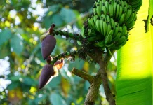 Pisang Unik di Ngawen, Hasilkan Empat Tandan dalam Satu Pohon
