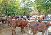Daging Kurban yang Terpapar Cacing Hati Aman Dikonsumsi