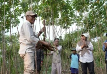 Pemkab Bantul Dorong Ketahanan Pangan lewat Pertanian Terpadu