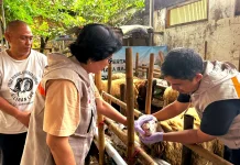 Pemkot Intensifkan Pemantauan Menjelang Iduladha, Periksa 1.718 Hewan Kurban