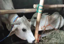 Jelang Iduladha, Penjualan Hewan Kurban di Bantul Tak Merata
