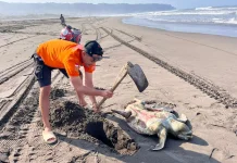Bangkai Penyu Tedampar di Pantai Parangkusumo Bantul