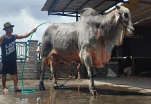 Sapi Kurban Bantuan Presiden Dipantau Ketat