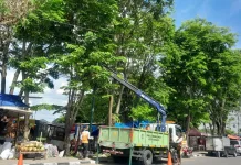Dahan Pohon Munggur Timpa Warung dan Kabel di Gondokusuman