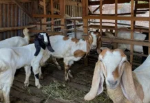 Begini Cara Efektif Menghilangkan Bau "Prengus" Daging Kambing