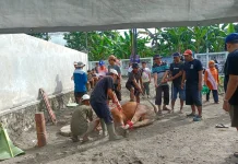 Warga Grojogan Bantul Rayakan Iduladha dengan Menyembelih Belasan Hewan Kurban