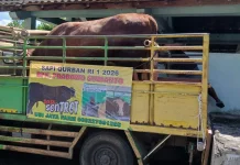 Ini Alasan Sapi Bantuan Presiden Disalurkan ke Gemblakan Bawah Yogyakarta