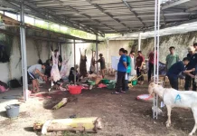 Hasil Menabung, Para Siswa GIS Berkurban 5 Sapi dan 45 Kambing Iduladha 1447 Hijriah
