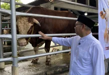 Sapi Kurban 1,05 Ton Bantuan Presiden Disalurkan Kepada Warga Bantaran Code