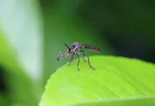 Kasus Malaria Meningkat, UGM Soroti Faktor Lingkungan dan Ancaman Zoonosis