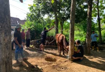 Hanya 40 KK, Warga Bakungan Sleman Mampu Kurban Dua Sapi pada Iduladha Tahun Ini