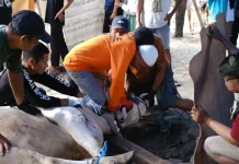 Penyembelihan Hewan Kurban di Bantul Capai 26.245 Ekor