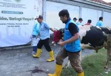 INI-PPAT DIY Salurkan 14 Ekor Sapi Kurban untuk Warga Bantul