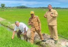 Gamagora 7 Diuji di Kaltim, Harapan Baru untuk Sawah Tadah Hujan