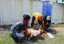 Keluarga Besar Laskar Mataram Bagikan Daging Kurban lewat PSIM Empathy