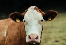 Paradoks Persoalan Protein Hewani dan Emisi Karbon di Indonesia
