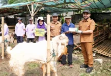 Mengapa Daging Kurban Terasa Berbeda saat Diolah?