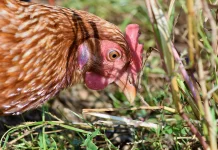 Partikel Mikroplastik Menyebabkan Berbagai Gangguan Kesehatan pada Ternak