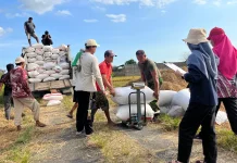 Produktivitas Gabah Pandeglang Tinggi, Bulog Siapkan Gudang Tambahan