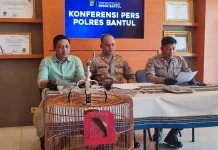 Hobi Koleksi Burung, Seorang Pria Tergiur Menggasak Murai Batu di Banguntapan