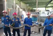 Sembunyi di Belakang Rumah, Ular Sanca Sepanjang 3 Meter Gegerkan Warga Bantul