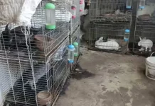 Budidaya Kelinci di Lahan Terbatas bukan Menjadi Halangan