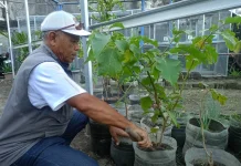 Lahan Sempit Bukan Halangan bagi KT Mekar Jaya Hidupkan Ketahanan Pangan