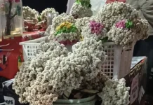 Edelweiss, Bunga Langka Simbol Keabadian Cinta