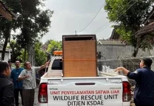 KSDA Yogyakarta Evakuasi Kasuari Dilindungi dari Permukiman Warga di Slema