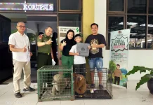 Warga Sleman Serahkan Dua Owa Dilindungi ke Balai KSDA Yogyakarta