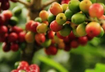 Petani Kopi Sikopel Banjarnegara Terapkan Pertanian Berkelanjutan
