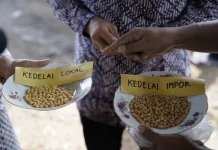 UGM Kembangkan Benih Kedelai Lokal Demi Kurangi Ketergantungan Impor