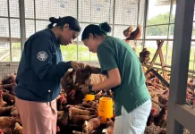 Langkah Fapet UGM Dorong Kemandirian Desa Melalui Telur
