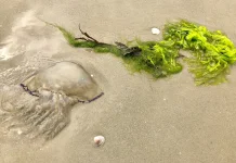 Waspada Ubur-Ubur saat Berlibur ke Pantai