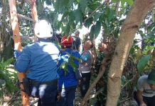Cari Pakan Ternak, Pria di Pundong Tewas Tersengat Listrik di Atas Pohon