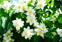 Eksplorasi Bahan Alami, Parfum Lokal Makin Diminati di Pasar Nasional