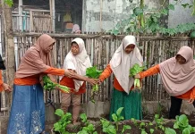 Produktif di Lahan Terbatas, KWT Anugerah Bumi Budidayakan Tanaman Sayur Organik