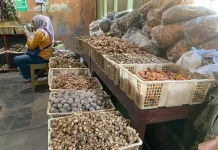 Riset UGM Ungkap Potensi Kencur Hitam dan Pegagan untuk Saraf Mata