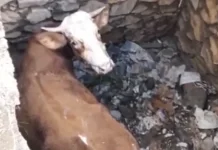 Damkarmat Gunungkidul Evakuasi Sapi Tercebur di Bekas Septic Tank